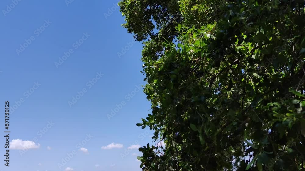 Overcrowded tree occupies one half while in the other you can see the blue sky with white clouds Overcrowded tree occupies one half while in the other you can see the blue sky with white clouds