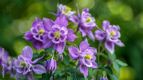 Spring garden blooms purple columbine flowers