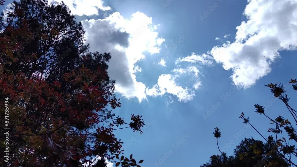 Reddish leaves turn dark due to a cloud that covers the sun Reddish leaves turn dark due to a cloud that covers the sun