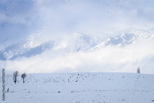 Lone trees in winter landscape at Yellowstone national park, Wyoming, United States of America. photo