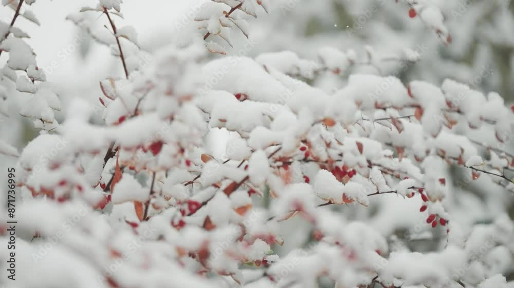 A parallax close-up reveals light first snow on the long slender branches of a decorative shrub adorned with vibrant red berries. A parallax close-up reveals light first snow on the long slender branches of a decorative shrub adorned with vibrant red berries.