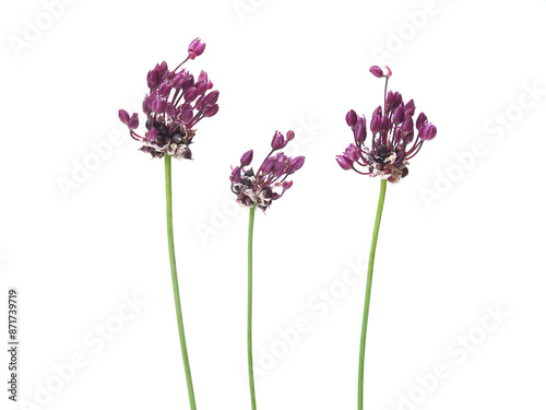 Foto The sand leek plant isolated on white, Allium scorodoprasum