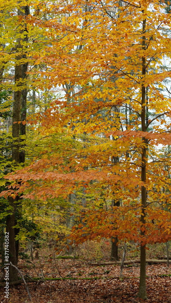 Obraz premium The colorful forest view in the natural park in autumn