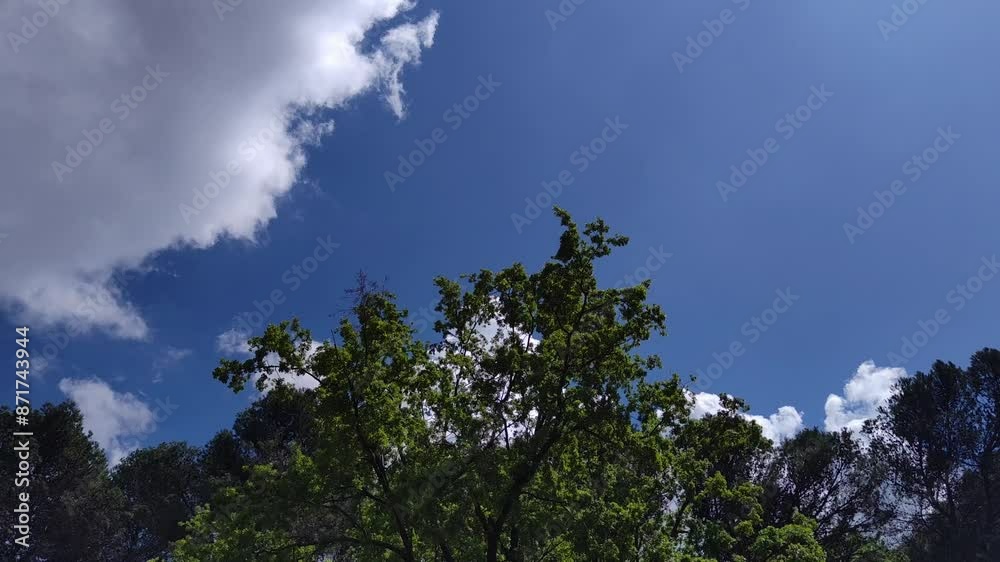 Beautiful nature landscape surrounded by trees and the beautiful sky with a big cloud Beautiful nature landscape surrounded by trees and the beautiful sky with a big cloud
