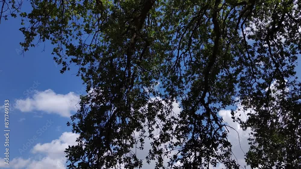 Branches with many green leaves sway in the wind Branches with many green leaves sway in the wind