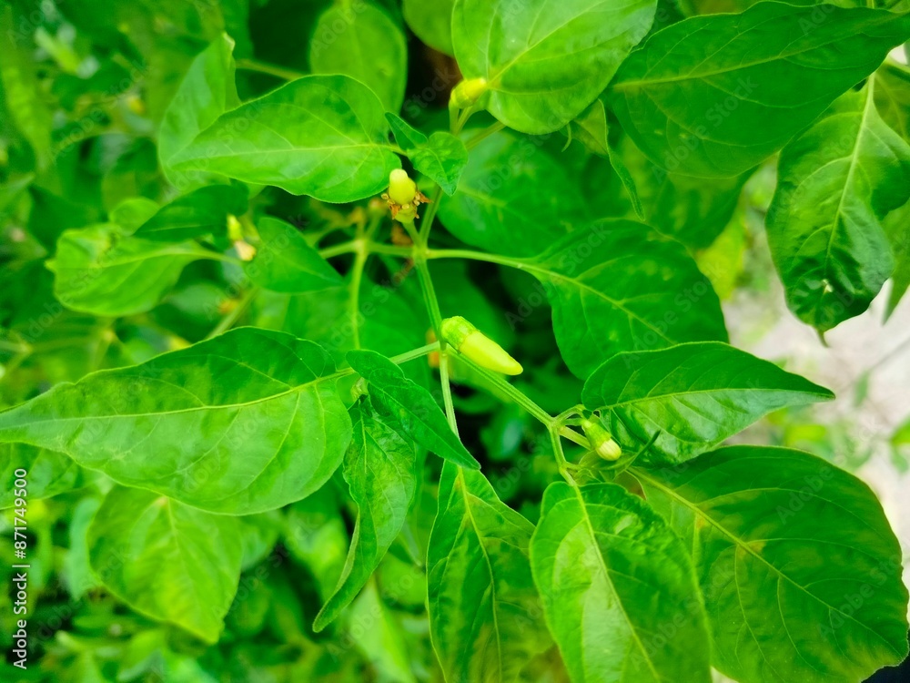 fresh green peas fresh green peas