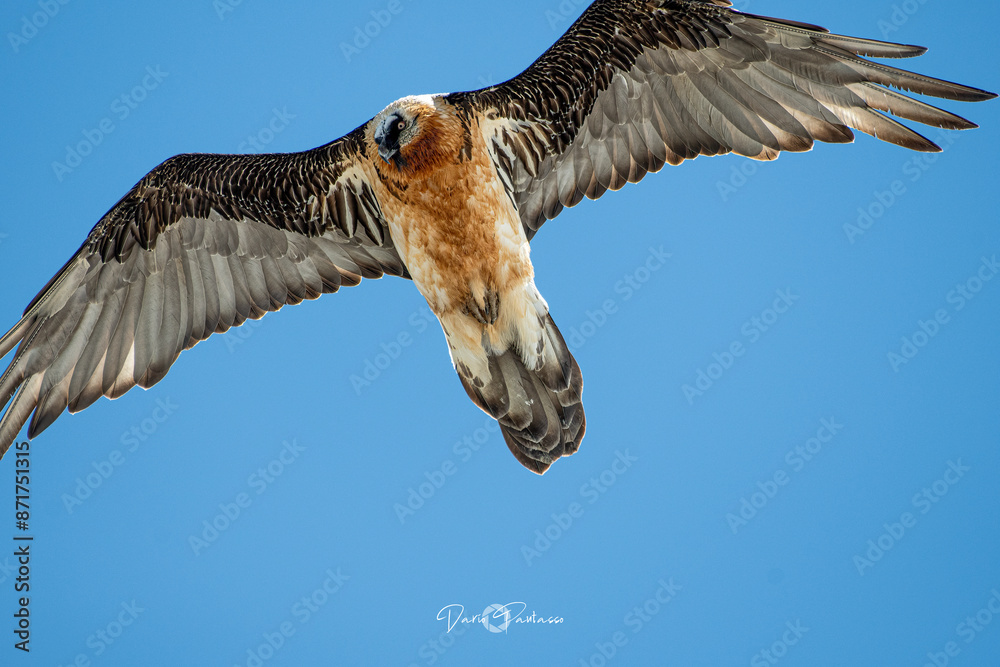 Fototapeta premium Close up portrait of a wild Bearded volture (Gypaetus barbatus), also known as the lammergeier and ossifrage in flight against blue sky background, Alps, Italy. Rare.