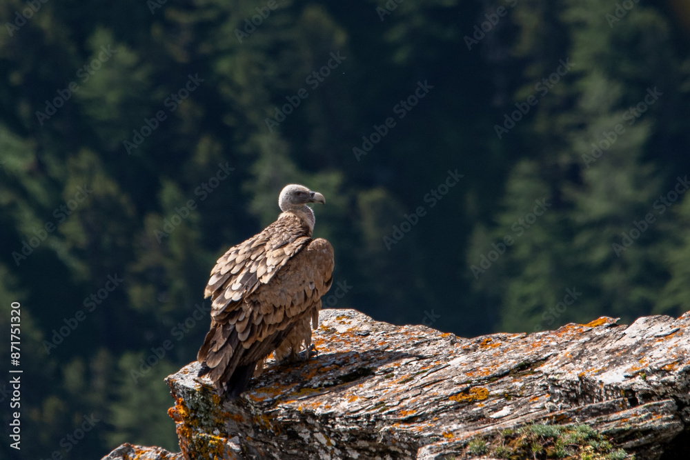 Wild Eurasian griffon vulture (Gyps fulvus) perched on a rock on pine forest background, while looking at the valley in search of carcasses to feed on. Italian Alps. Rare.