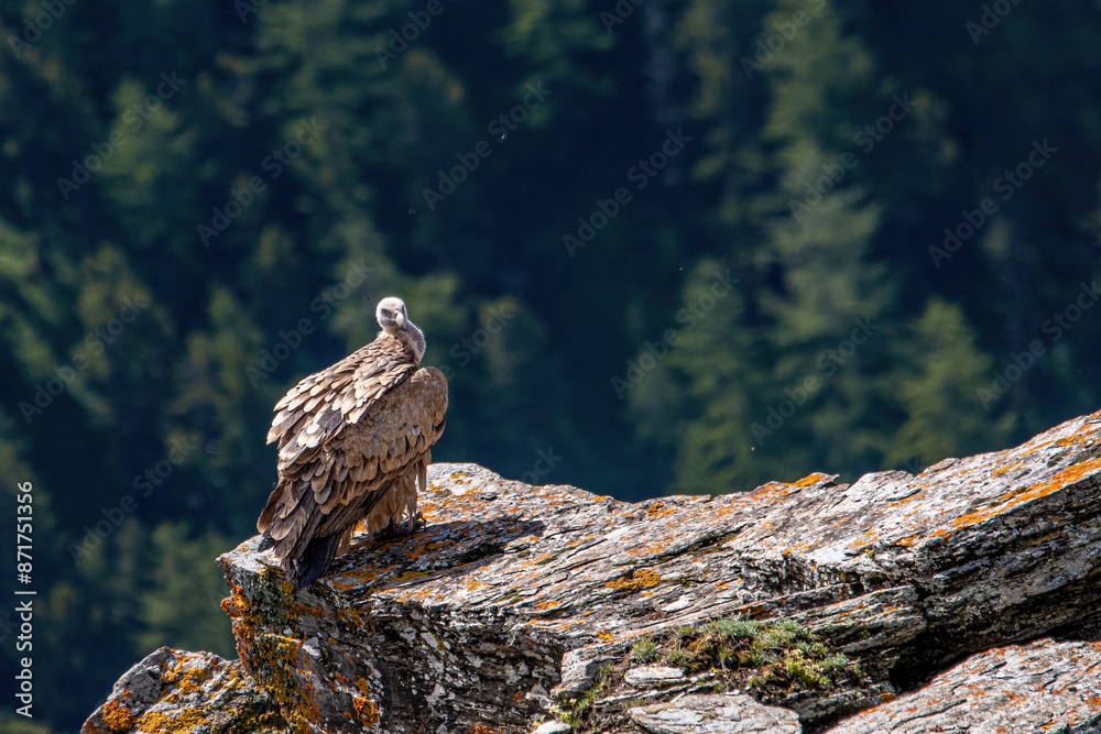 Wild eurasian griffon vulture (Gyps fulvus) perching on a big rock jutting out into the void against a springtime coniferous forest backgound. Rare bird taken in the Italian Alps.