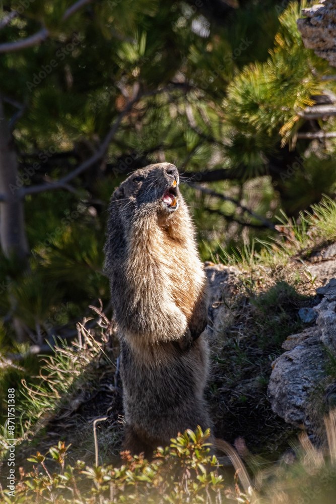 Alpine marmot (or groundhog), the sentinel of the alps, standing on its legs and whistling as the sun is rising, Italian Alps, June.