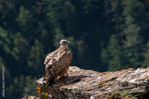 Obraz na płótnie Wild Eurasian griffon vulture (Gyps fulvus) perched on a rock on pine forest background, while looking at the valley in search of carcasses to feed on. Italian Alps. Rare. w salonie