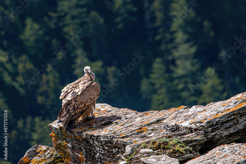 Obraz na płótnie Wild eurasian griffon vulture (Gyps fulvus) perching on a big rock jutting out into the void against a springtime coniferous forest backgound. Rare bird taken in the Italian Alps. w salonie