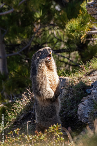 Obraz na płótnie Alpine marmot (or groundhog), the sentinel of the alps, standing on its legs and whistling as the sun is rising, Italian Alps, June. w salonie