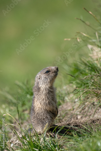 Obraz na płótnie Little cute alpine marmot (or alpine groundhog - Marmota marmota), standing on its legs in a green mountain meadow and looking out of its burrow for the first time, Alps Mountains, Italy. july. w salonie