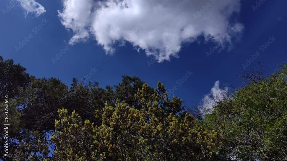 Curious nature landscape of the big cloud covering the entire sky with the tree swaying Curious nature landscape of the big cloud covering the entire sky with the tree swaying
