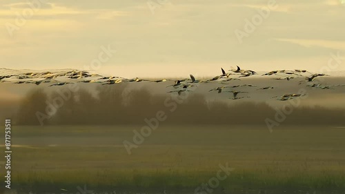 Birds in Flight Over Scenic Wetlands photo