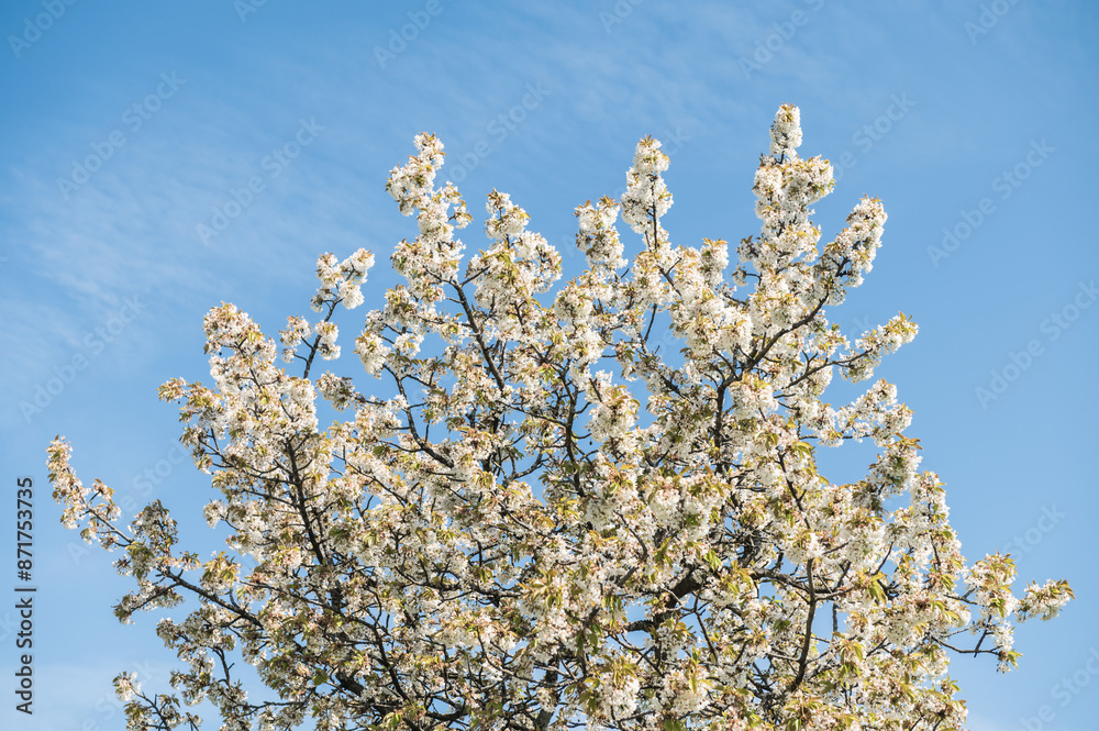 Krone blühender Obstbaum vor blauem Himmel mit schleierwolken Krone blühender Obstbaum vor blauem Himmel mit schleierwolken