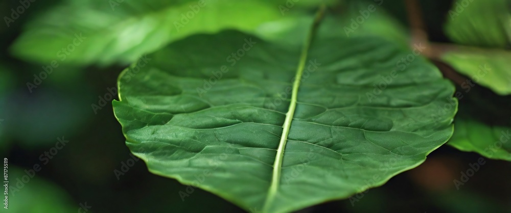 abstract green plam leaf texture, nature background, tropical leaf, resulting in a realistic and immersive image tailored for widescreen wallpaper abstract green plam leaf texture, nature background, tropical leaf, resulting in a realistic and immersive image tailored for widescreen wallpaper