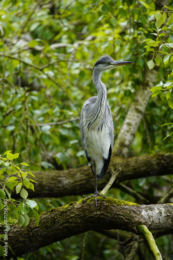 Fototapeta premium Gray heron (Ardea cinerea) Ardeidae family. Hanover, Germany.