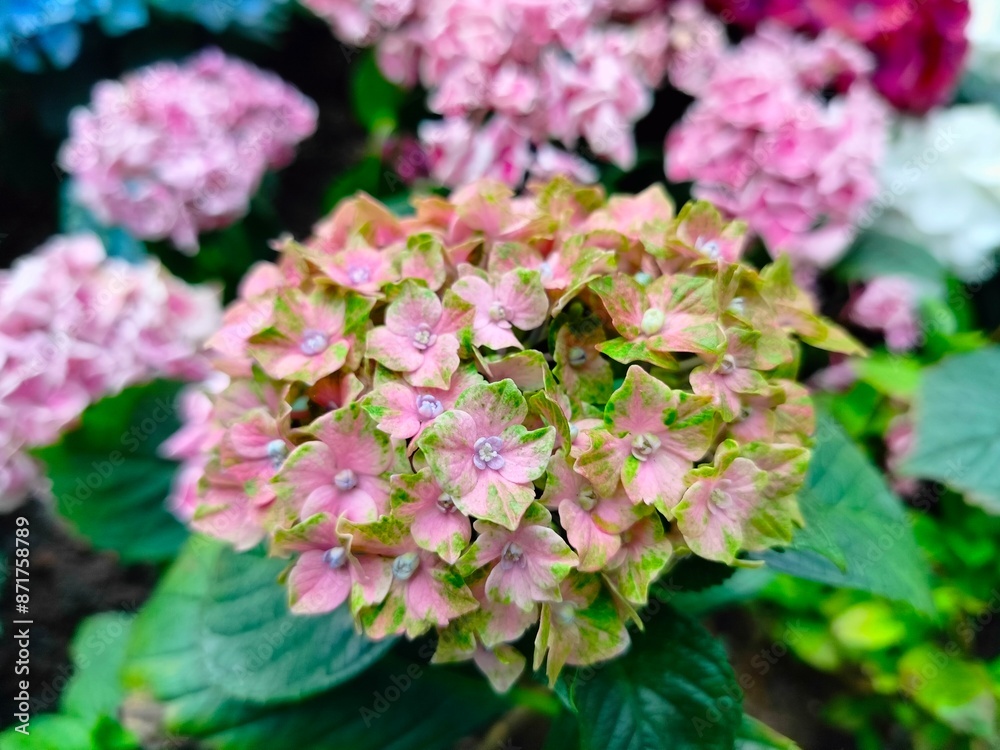 pink hydrangea flowers pink hydrangea flowers