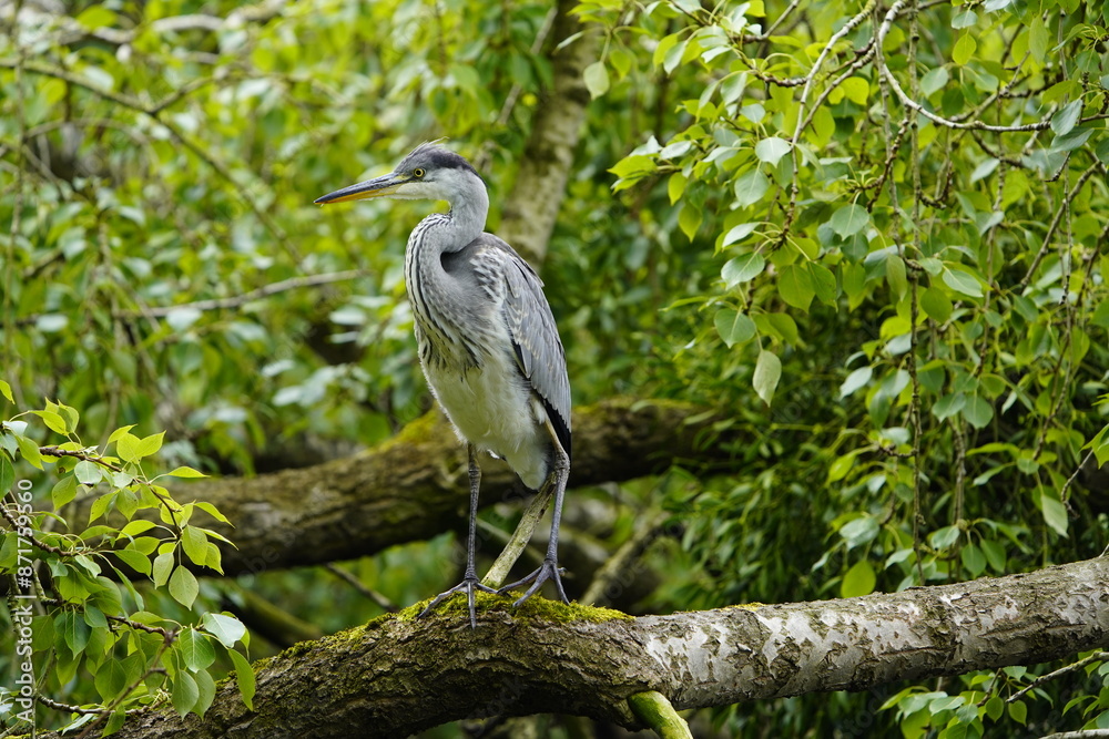 Gray heron (Ardea cinerea) Ardeidae family. Hanover, Germany. Gray heron (Ardea cinerea) Ardeidae family. Hanover, Germany.