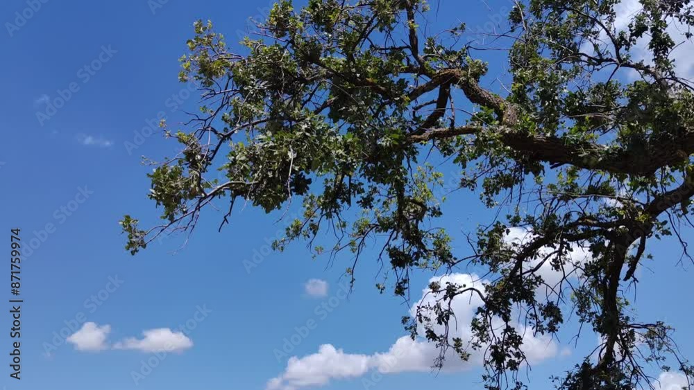 Landscape of a tree that is filling with leaves with a blue sky with white clouds Landscape of a tree that is filling with leaves with a blue sky with white clouds