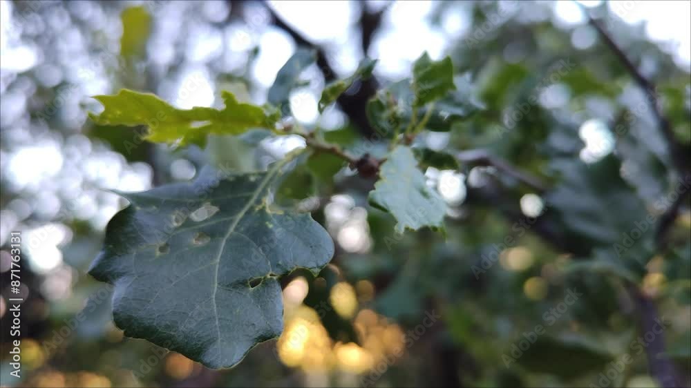 A leaf a little bitten by the bugs A leaf a little bitten by the bugs