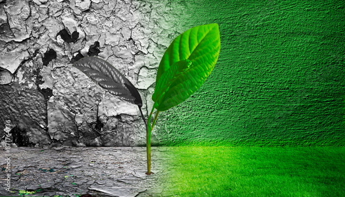 Junge Pflanze wächst aus der Erde zwischen Dürrem Boden und grünem Gras