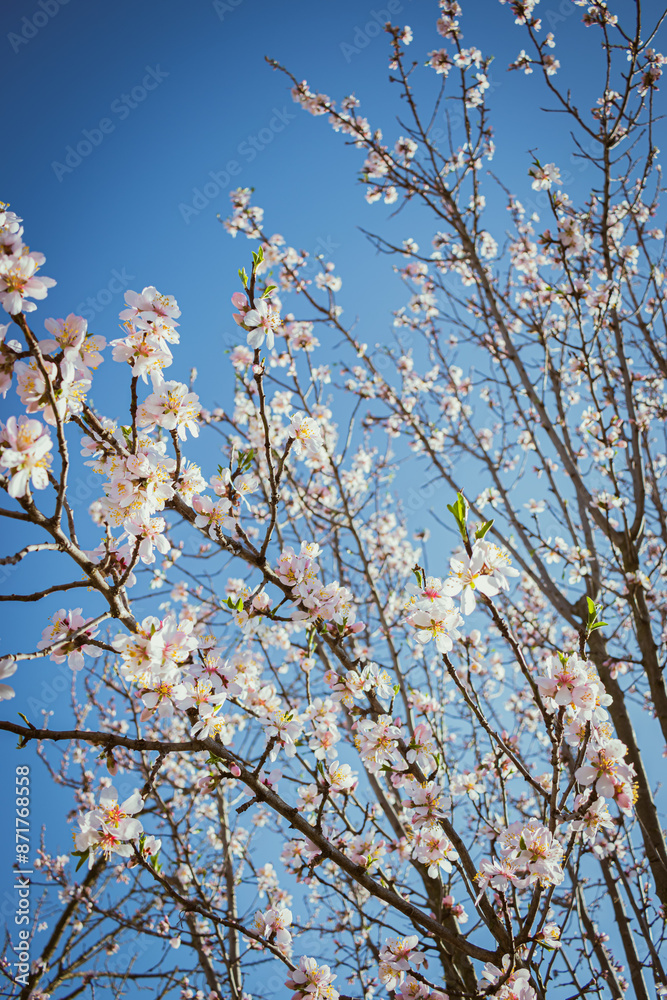 Almond tree in full bloom Almond tree in full bloom
