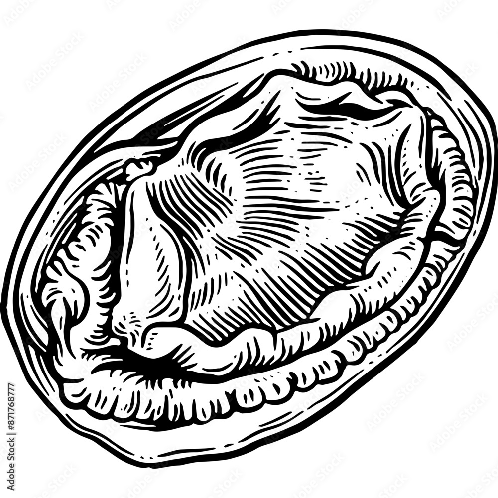 Hand drawn Abalone Sketch Illustration Hand drawn Abalone Sketch Illustration