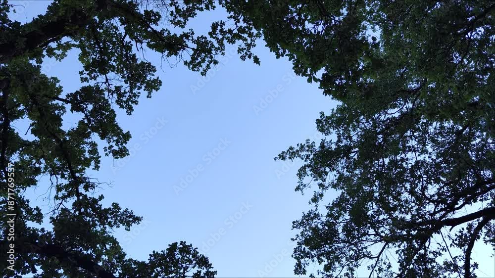 Interesting filming of nature in which there are many trees and a large clearing where you can see the sky Interesting filming of nature in which there are many trees and a large clearing where you can see the sky