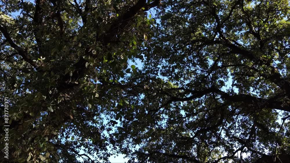 Large, very beautiful trees in a balance of contrast between light and shadows