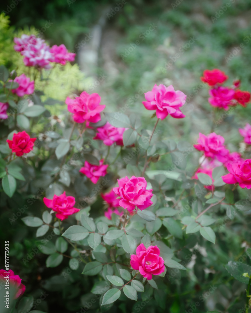 Close-up blooming knock out rosa rose in curb appeal landscaping of suburban residential home front yard in Dallas, Texas, popular flower variety and All-America rose selections winner in 2000 Close-up blooming knock out rosa rose in curb appeal landscaping of suburban residential home front yard in Dallas, Texas, popular flower variety and All-America rose selections winner in 2000