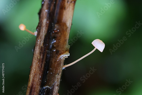 Mycena pterigena, known as Ferny Bonnet, wild mushroom from Finland