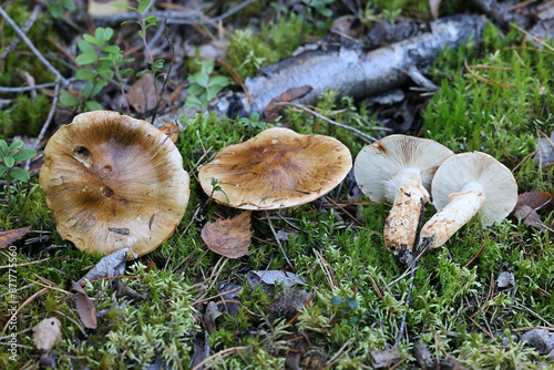 Tricholoma focale, also called Tricholoma zelleri,. commonly known as booted knight, wild mushroom from Finland photo