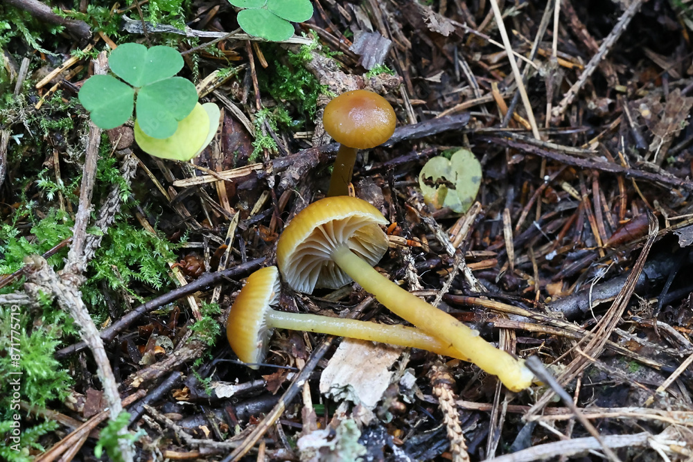 Hygrocybe laeta, also called Gliophorus laetus, commonly known as heath waxcap, wild mushroom from Finland Hygrocybe laeta, also called Gliophorus laetus, commonly known as heath waxcap, wild mushroom from Finland