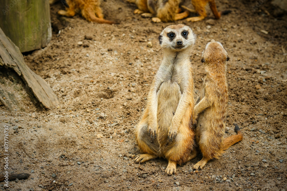 Fototapeta premium A group of cute meerkats
