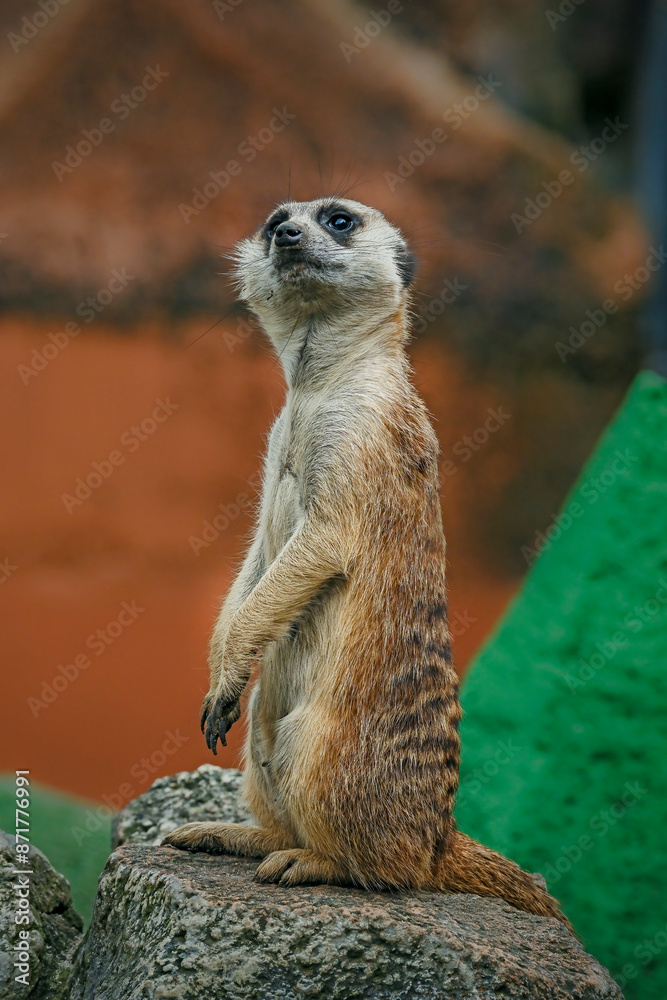 Fototapeta premium A group of cute meerkats