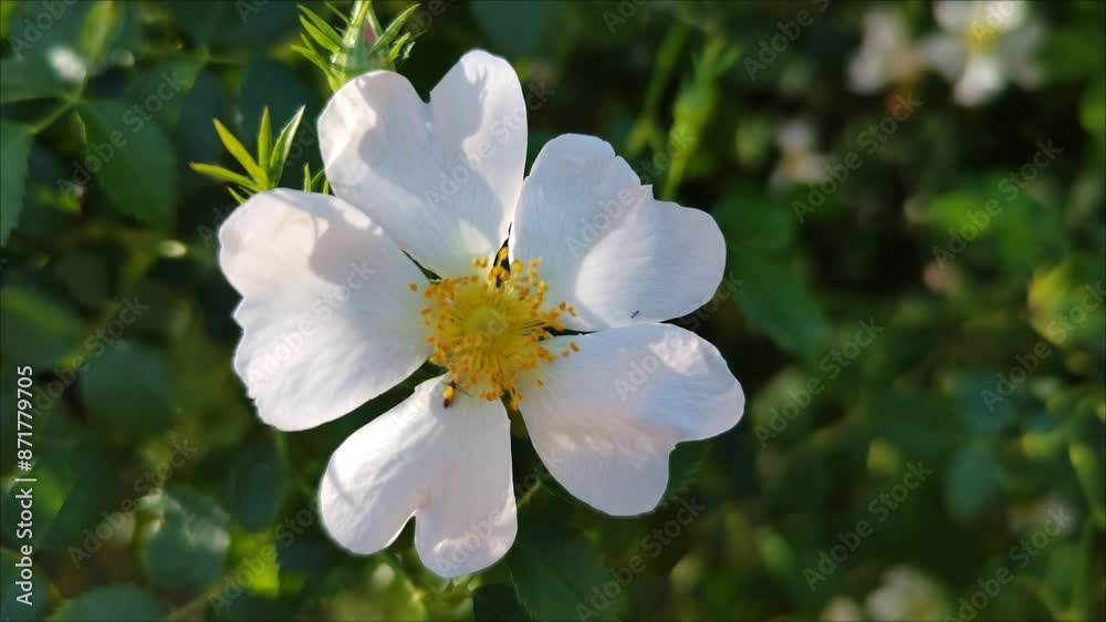 Whitish flower with five petals being gently swayed through the air Whitish flower with five petals being gently swayed through the air