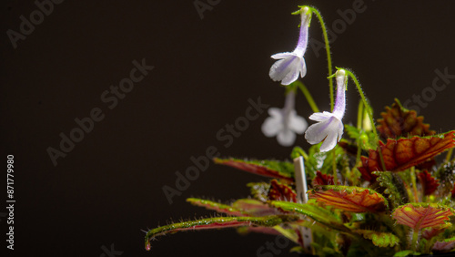 Nature white flowers background. Close-up of flower bloom. flowers of sinningia tree. Selective focal of flowers and Space on the side for text entry.