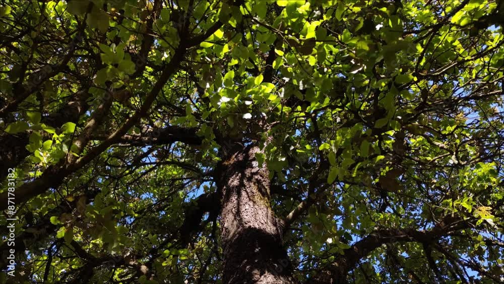 Beautiful tree with green leaves receives sunlight Beautiful tree with green leaves receives sunlight
