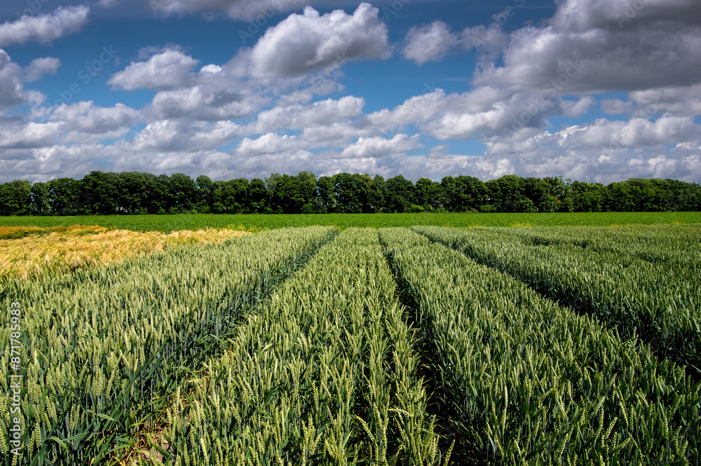 lines of sectors of cereal crop wheat varieties plantations and beautiful clouds of sky