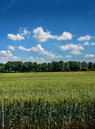 cereal crop, green wheat plantations and beautiful sky