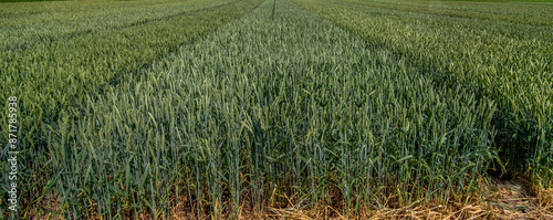 sector of ripening green wheat, experimental plots of new varieties