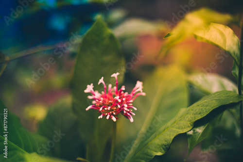 Beautiful red flowers with white spots cut with green tree, with blurred background. (Clerodendrum quadriloculare, bronze-leaved, fireworks flowers, Quezonia, shooting star or starburst bush) photo