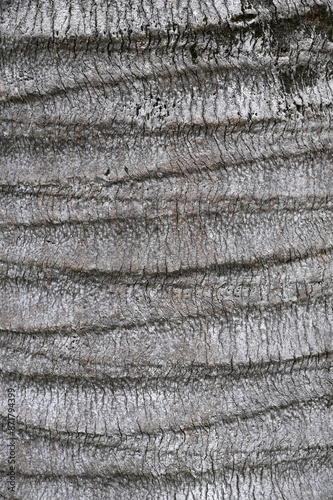 Bark of Jubaea chilensis, for backgrounds or textures