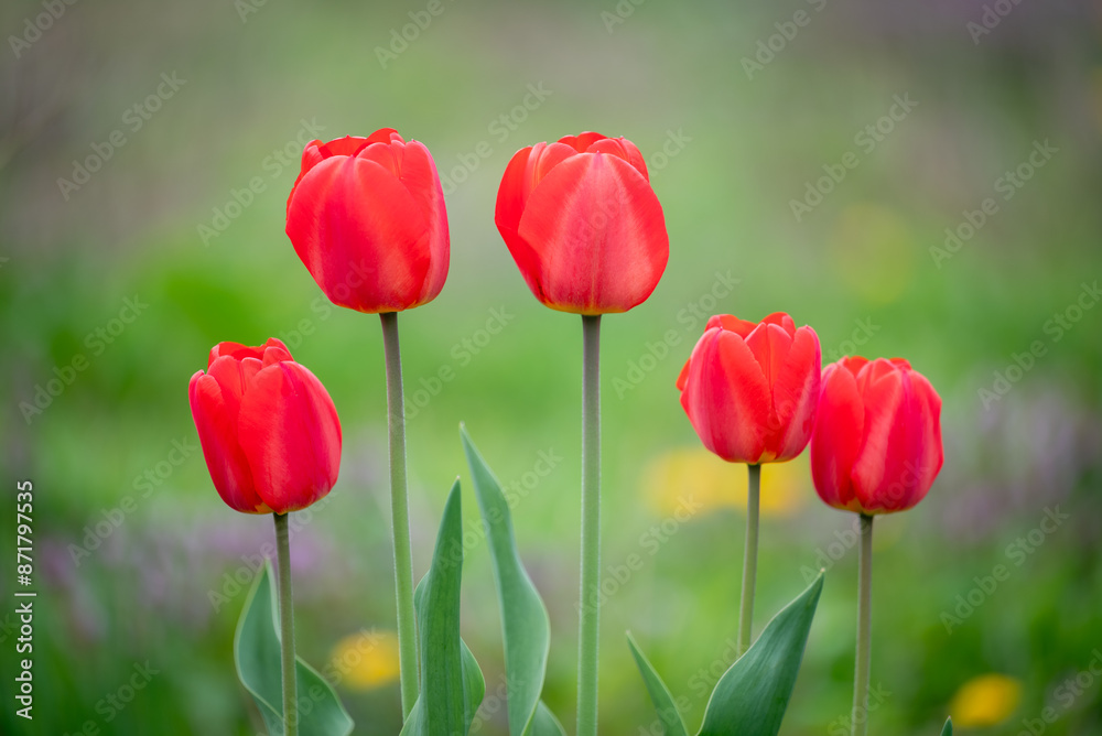 Five red bright tulips blooming in the spring in the garden. Concept of beautiful nature, flower-beds, colors of spring Five red bright tulips blooming in the spring in the garden. Concept of beautiful nature, flower-beds, colors of spring