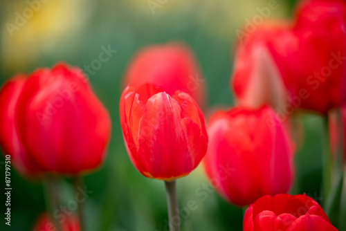 Vibrant red tulips in bloom, close up. Beautiful colorful spring, first flowers of the year, concept of nature and gardening