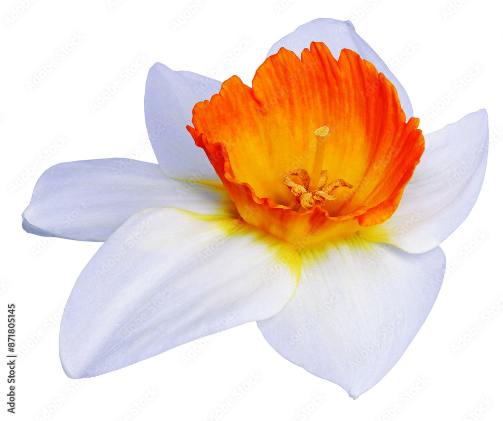 Fototapeta premium White beautiful flower Narcissus on isolated background with clipping path. Close-up. Nature. Transparent background. 