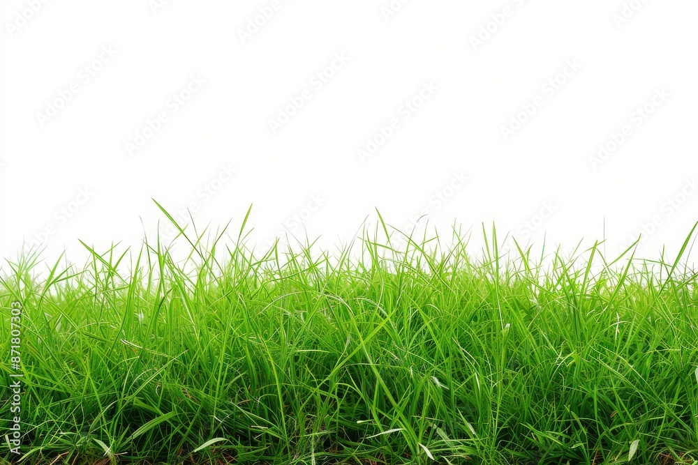 Fototapeta premium rural landscape with vibrant green grass against an unadorned white background